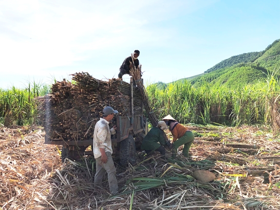 Vụ mía 2021 chịu ảnh hưởng kép bởi dịch bệnh và thiên tai.